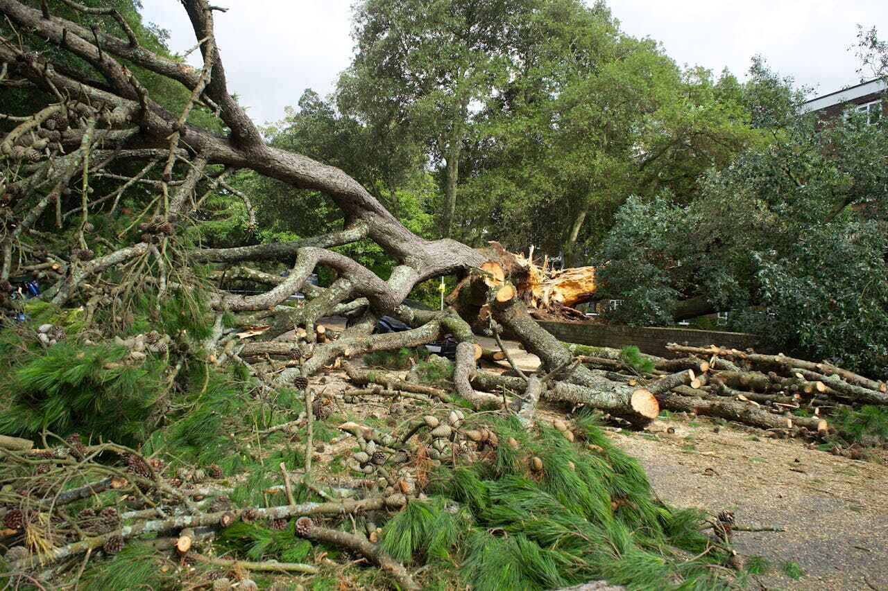 Residential Tree Removal in Buchanan, GA